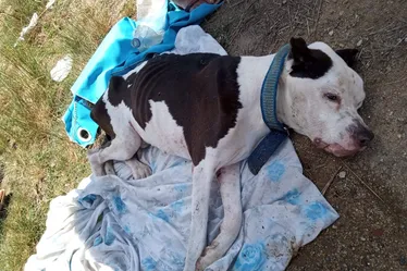 Imagem ilustrativa da imagem Cachorro é encontrado com pedaços de ferro e pedras no estômago em Vitória