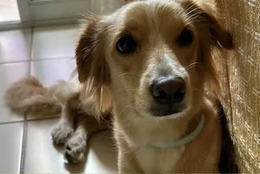 Imagem ilustrativa da imagem Caso Nala: imagens mostram como aconteceu fuga da cadela em clínica veterinária