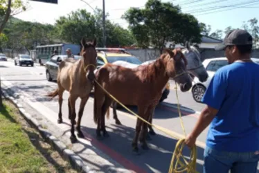 Imagem ilustrativa da imagem Cavalos são resgatados na rodovia Serafim Derenzi
