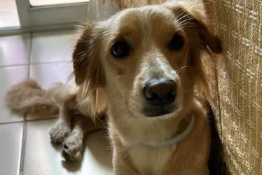 Imagem ilustrativa da imagem Clínica veterinária é denunciada após cachorra internada fugir e morrer atropelada