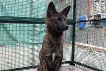 Imagem ilustrativa da imagem Conheça a 'grachorra': animal híbrido encontrado no Brasil