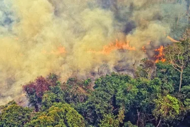 
          Imagem ilustrativa da imagem Desmatamento na Amazônia cresceu 51% em setembro
          