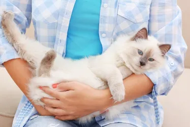 Imagem ilustrativa da imagem Doença transmitida por gatos está descontrolada, diz pesquisador