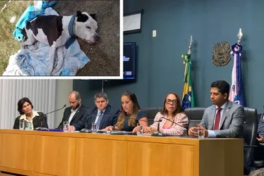 Imagem ilustrativa da imagem Dono de pitbull abandonado é identificado por chip