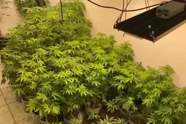 Imagem ilustrativa da imagem Homem é preso em 'laboratório de maconha gourmet' em área nobre de SP