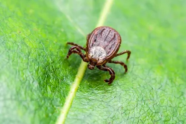 Imagem ilustrativa da imagem Homem morre por febre maculosa em cidade do ES