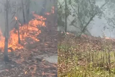 Imagem ilustrativa da imagem Incêndio atinge área de mata em Vila Velha