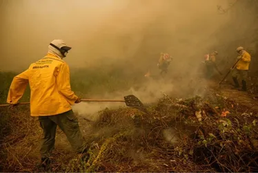 Imagem ilustrativa da imagem Incêndio atinge há um mês reserva amazônica no Amapá