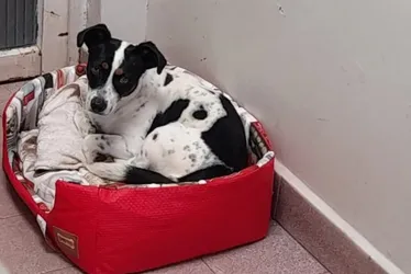 Imagem ilustrativa da imagem Juíza aceita cachorro Tokinho como autor de ação contra antigo tutor que o agrediu