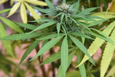 Imagem ilustrativa da imagem Justiça decide que cheiro de maconha não permite busca em domicílio