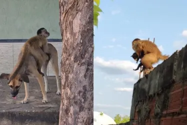 Imagem ilustrativa da imagem Macaco Chico, que "sequestrou" filhotes de gato e cachorro, é capturado no Piauí