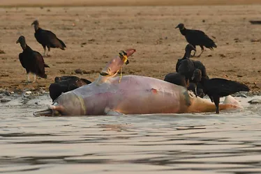 Imagem ilustrativa da imagem Mais de cem botos morrem em lago superaquecido no Amazonas