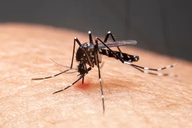 Imagem ilustrativa da imagem Ministério da Saúde projeta aumento de casos de dengue em 2024