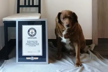 Imagem ilustrativa da imagem Morre Bobi, o cachorro mais velho do mundo, aos 31 anos