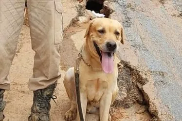 Imagem ilustrativa da imagem Morre cachorro que ajudava nas buscas por desaparecidos das enchentes no RS