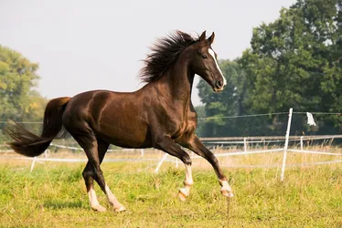 Imagem ilustrativa da imagem Mulher morre após sofrer queda de cavalo na Serra
