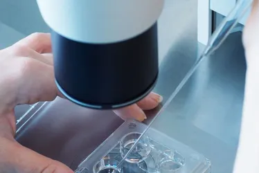 Imagem ilustrativa da imagem Mulher processa médico por usar o próprio esperma em inseminação