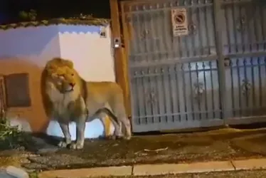 Imagem ilustrativa da imagem Na Itália, leão foge de circo e circula por horas por ruas de pequena cidade