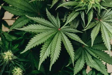 Imagem ilustrativa da imagem O lado bom da maconha