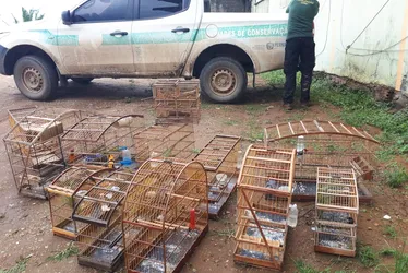 Imagem ilustrativa da imagem Operação contra desmatamento ilegal aplica R$ 1,2 milhão em multas em Pernambuco