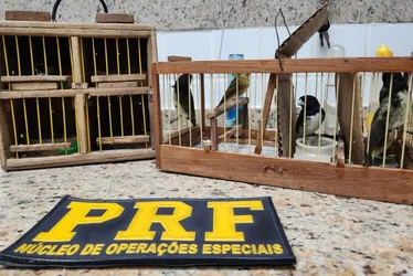 Imagem ilustrativa da imagem Passageiros são flagrados com pássaros silvestres dentro de carro na BR-101