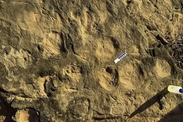 Imagem ilustrativa da imagem Pegadas de dinossauro com 90 milhões de anos são encontradas em SP