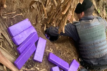 Imagem ilustrativa da imagem Polícia apreende mais de 10kg de maconha escondidos em área de mata de Cariacica