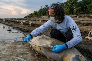 Imagem ilustrativa da imagem Por que mais de cem botos morreram em água a 40ºC na Amazônia?