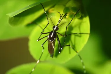 Imagem ilustrativa da imagem 'Primo' do Aedes aegypti também é responsável por alta dos casos de dengue no País