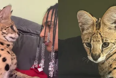 Imagem ilustrativa da imagem Rapper tenta beijar gato avaliado em R$ 100 mil e leva tapa