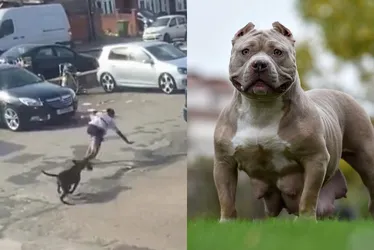 Imagem ilustrativa da imagem Reino Unido proibirá cães American XL Bully até o final do ano, diz Sunak