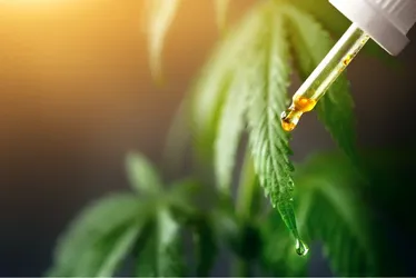 Imagem ilustrativa da imagem Remédios à base de cannabis serão distribuídos pelo SUS no Espirito Santo