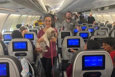 Imagem ilustrativa da imagem Segundo voo da FAB vindo de Israel traz pets além de repatriados