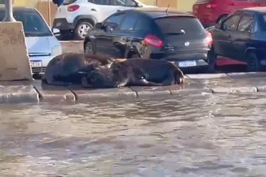 Imagem ilustrativa da imagem VÍDEO | Em meio a ciclone, RS tem ruas alagadas e leões-marinhos na calçada