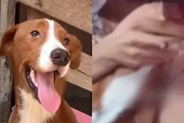 Imagem ilustrativa da imagem VÍDEO | Homem é preso após ser gravado dando maconha para cão