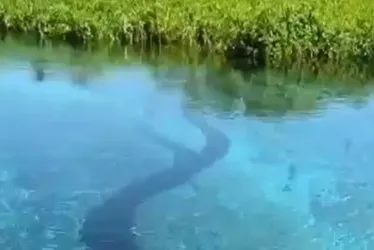 Imagem ilustrativa da imagem VÍDEO | Sucuri gigante surpreende turistas em MS