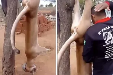Imagem ilustrativa da imagem VÍDEO: Onça é morta a tiros na zona rural de Mirandiba (PE)