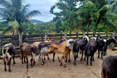 Imagem ilustrativa da imagem Vacas e boi furtados em fazenda são localizados pela polícia na Serra