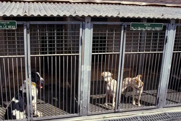Imagem ilustrativa da imagem Viana realiza feira de adoção de pets neste sábado