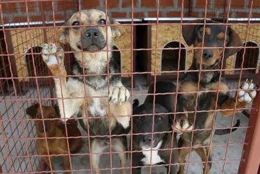 Imagem ilustrativa da imagem Vitória promove evento de adoção de animais neste final de semana