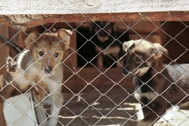 Imagem ilustrativa da imagem Vitória realiza evento de adoção de animais neste final de semana