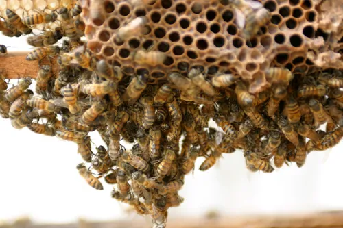 
          Imagem ilustrativa da imagem 17 pessoas ficam feridas depois de ataque de abelhas em São Paulo
          