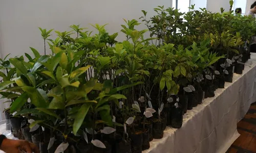 
          Imagem ilustrativa da imagem 20 milhões de árvores vão ser plantadas no ES
          