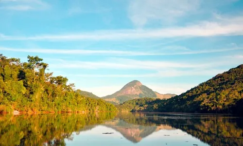 
          Imagem ilustrativa da imagem Árvore ameaçada de extinção é achada em Cariacica
          