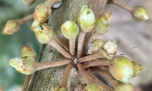 
          Imagem ilustrativa da imagem Árvore ameaçada de extinção é achada em Cariacica
          