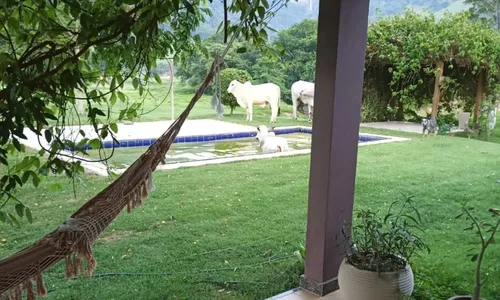 
          Imagem ilustrativa da imagem Bois “invadem” piscina para refrescar o calor em fazenda no Sul do ES
          
