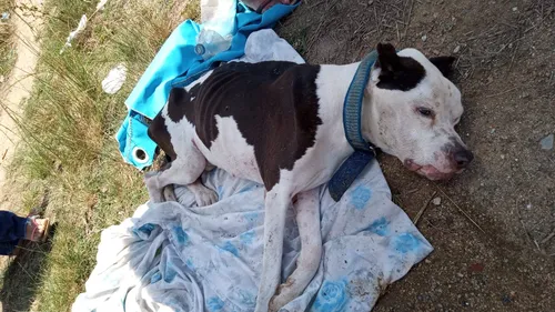 
          Imagem ilustrativa da imagem Cachorro é encontrado com pedaços de ferro e pedras no estômago em Vitória
          