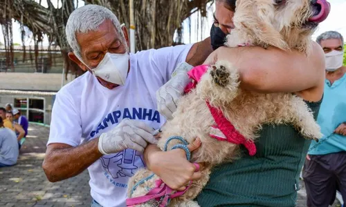 
          Imagem ilustrativa da imagem Camaragibe promove Dia D de vacinação conta a raiva neste sábado
          