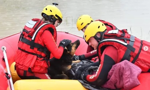 
          Imagem ilustrativa da imagem Cão esquenta dono resgatado com hipotermia em enchente em Santa Catarina
          