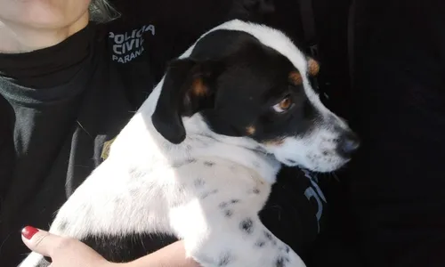 
          Imagem ilustrativa da imagem Cãozinho vira autor de processo contra tutor por maus-tratos
          